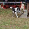 foire-haricots 2011-09-17et18